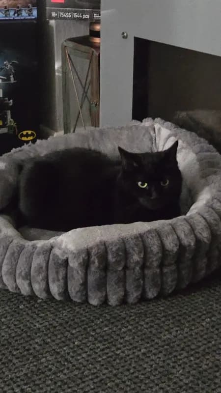 Nala