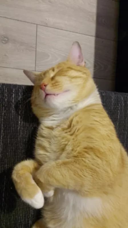 Kusja