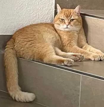 Nacho