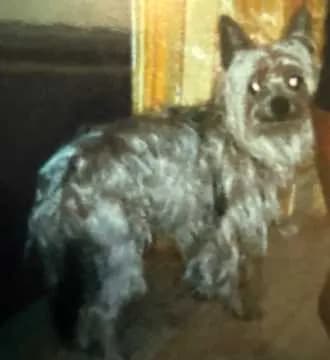 Pancho