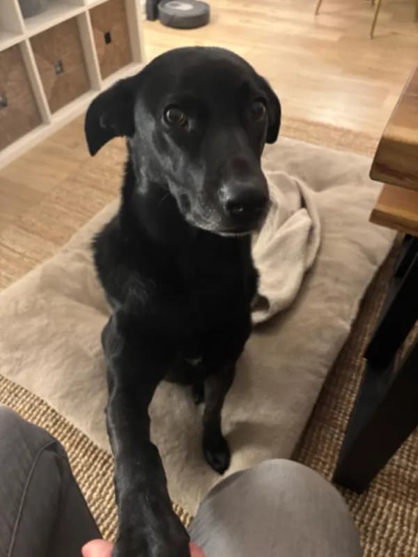 Nala