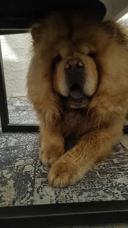 Simba