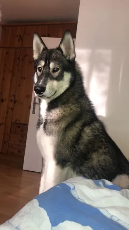 Zahar