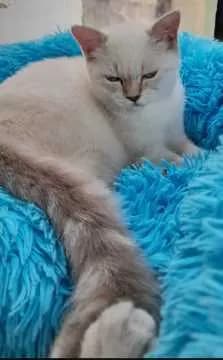 Flauschi