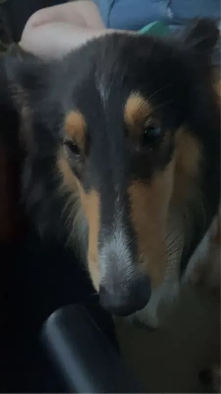 Amy