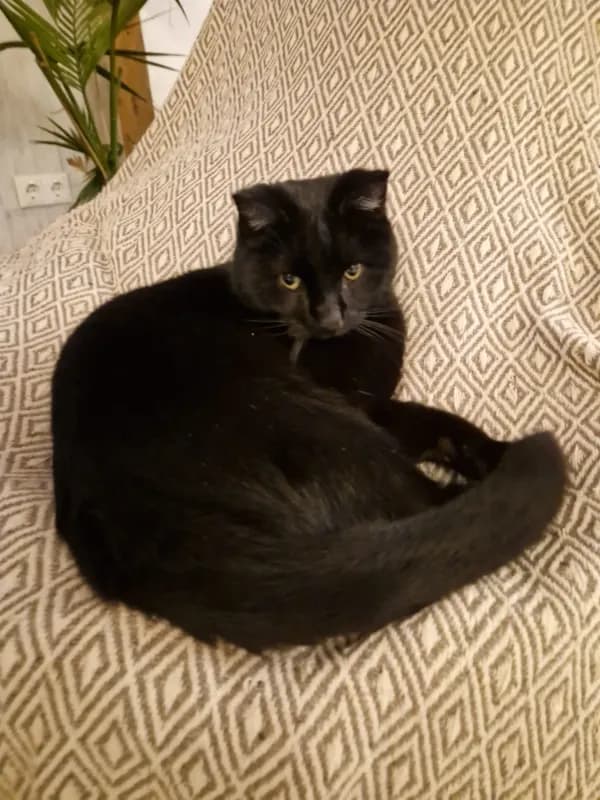 Max