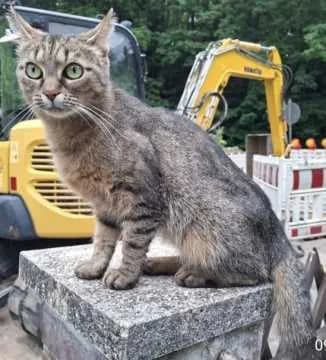 Mimi