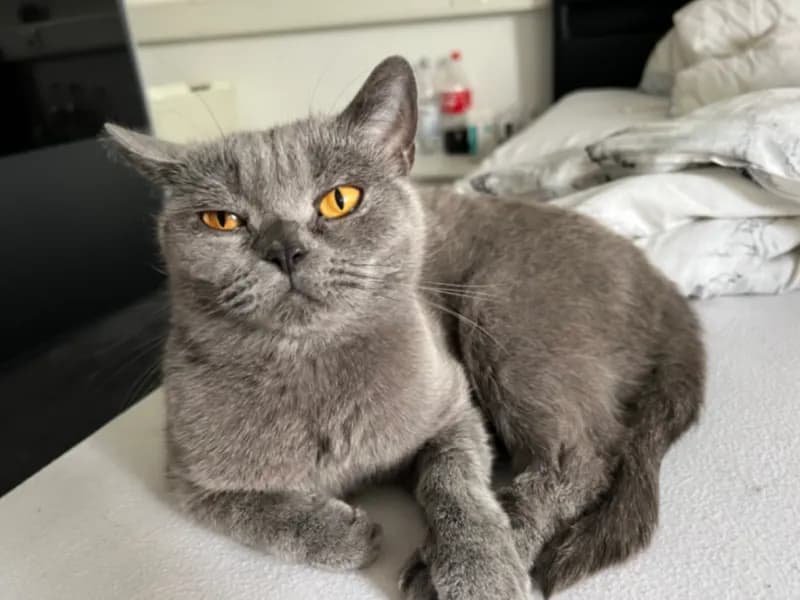 Molly