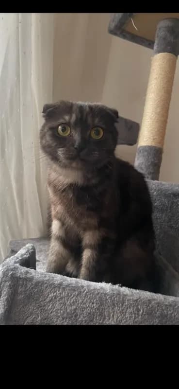 Mila