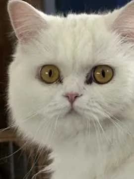 Suki