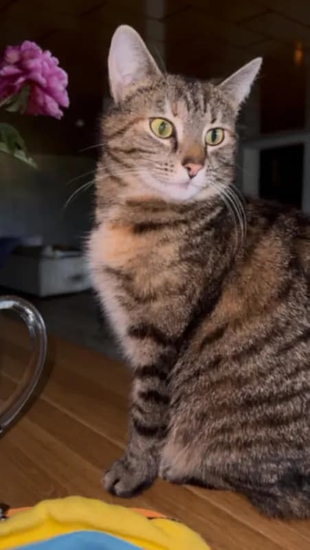 Manja