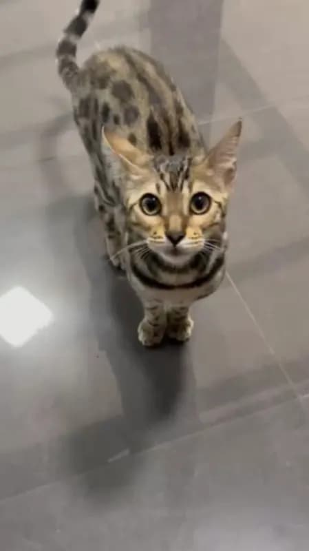 Kira