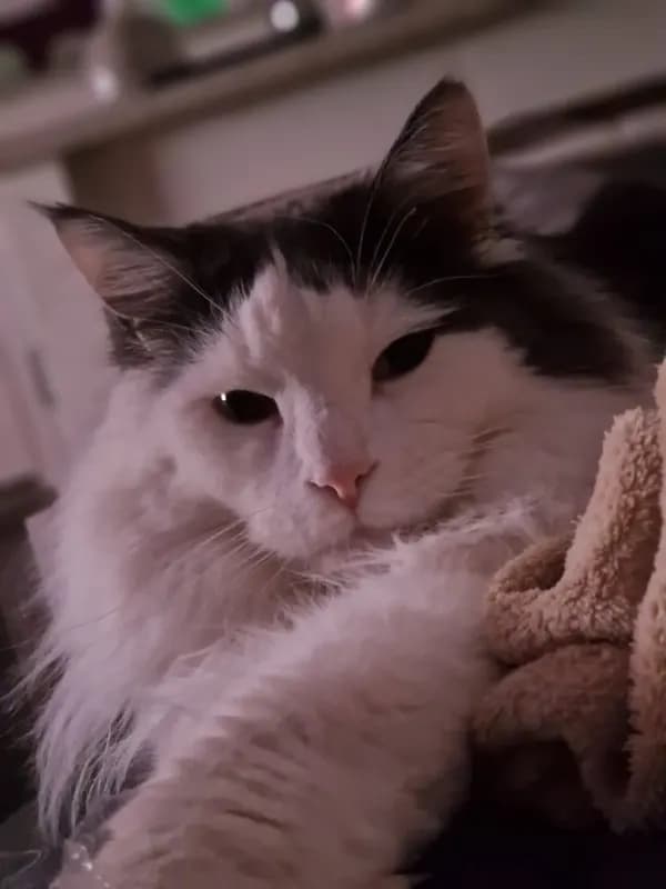 Filou