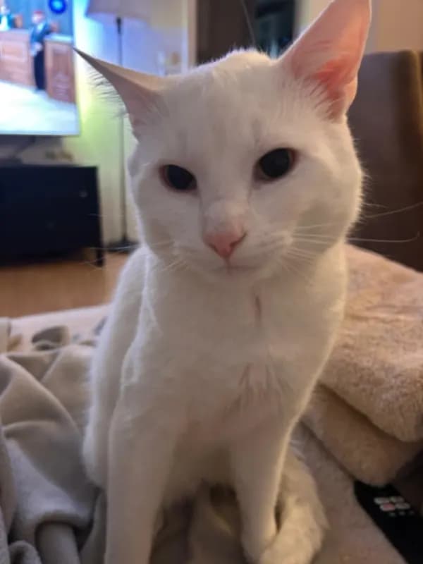 Yuki