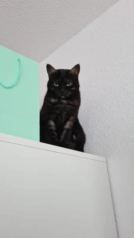 Mila