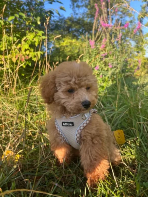 Buddy
