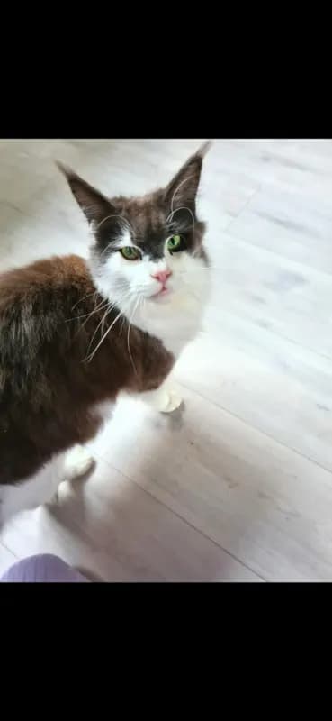 Gissi