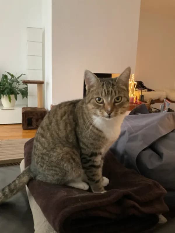 Matti