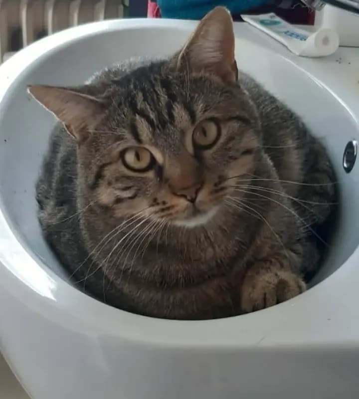 Oscar