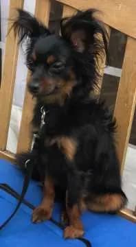 Oscar
