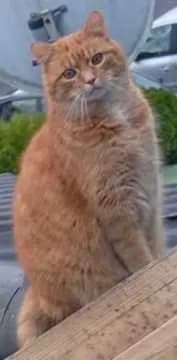 Felix
