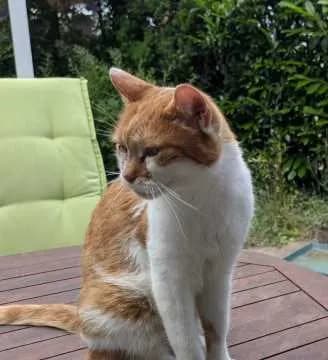 Georgi