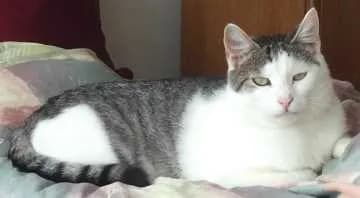 Olli