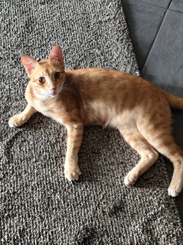 Simba