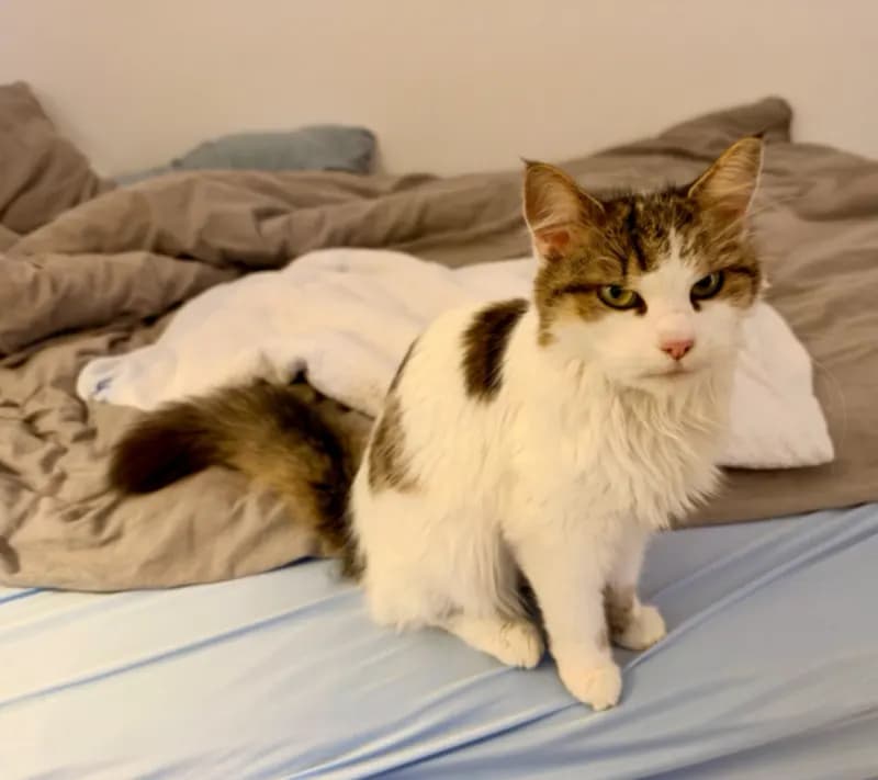 Katze gefunden! Besitzer?