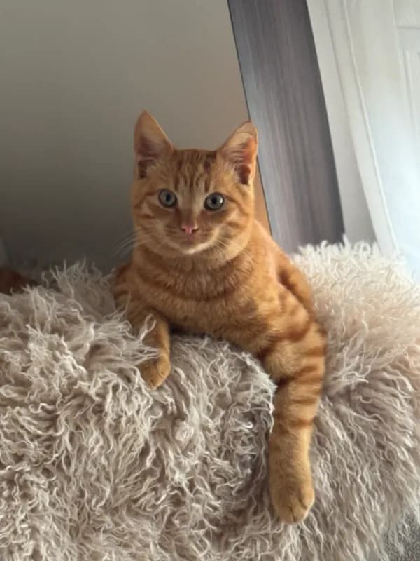 Kitty