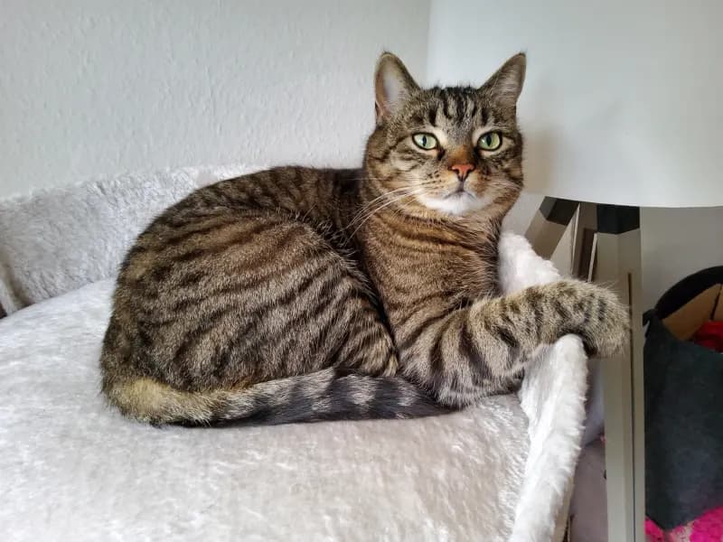 Carlotta