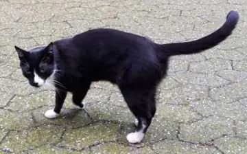 Jerry