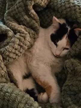 Trixi