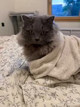 Louie