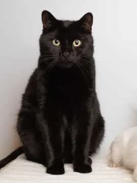 Cosmo