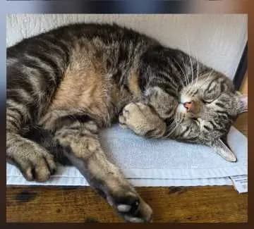 Günter