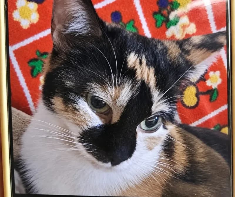 Mischka