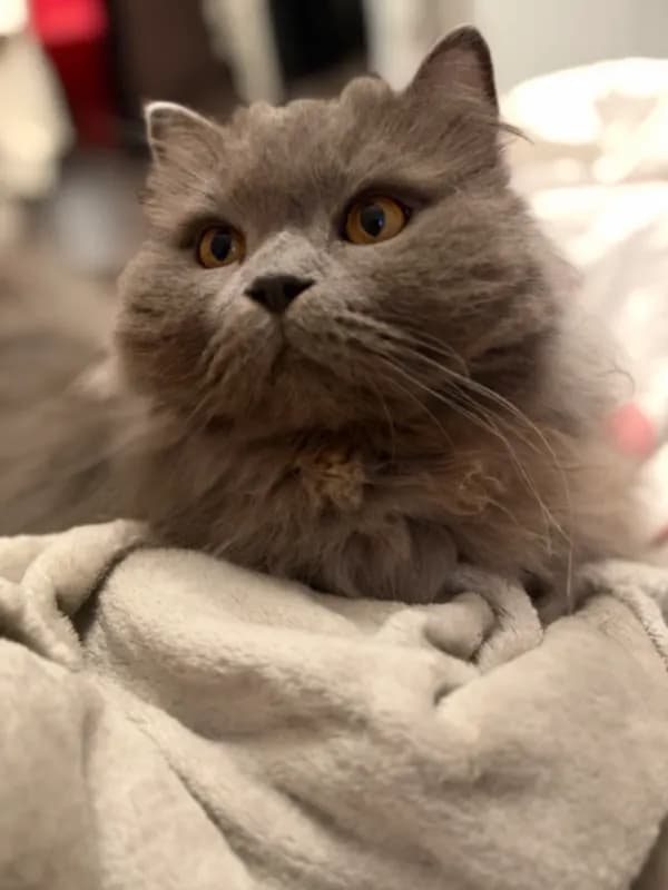 Louie