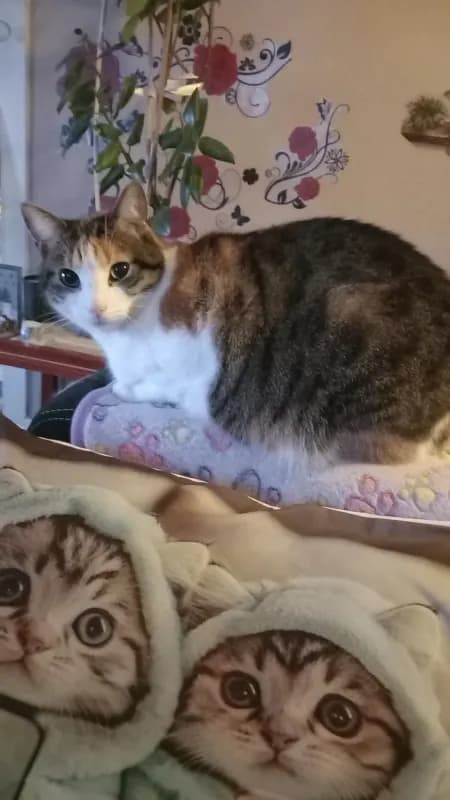 Elli