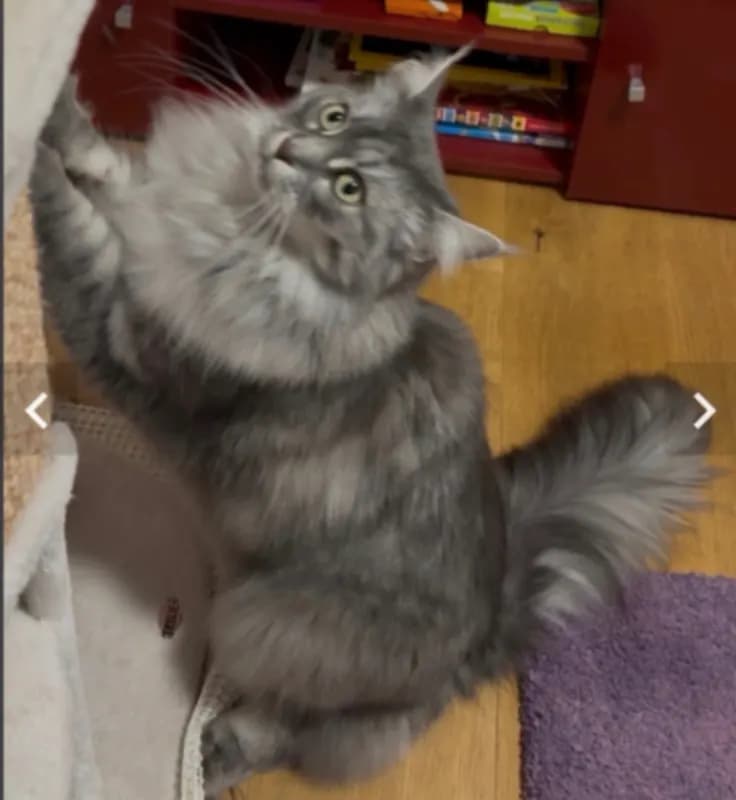 Maine Coon