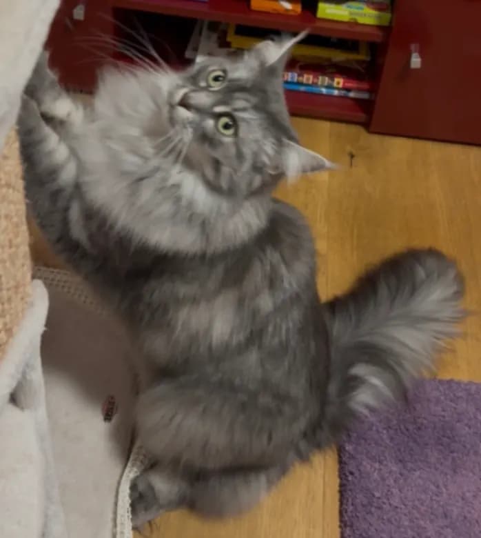 Kater