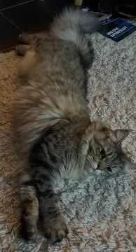 Titus