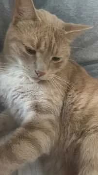 Chico