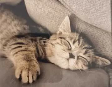 Loki