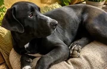 Bruno
