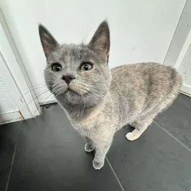 Kitty