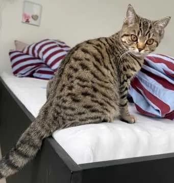 Tiggy