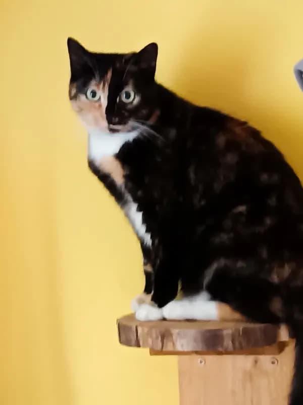 Missy
