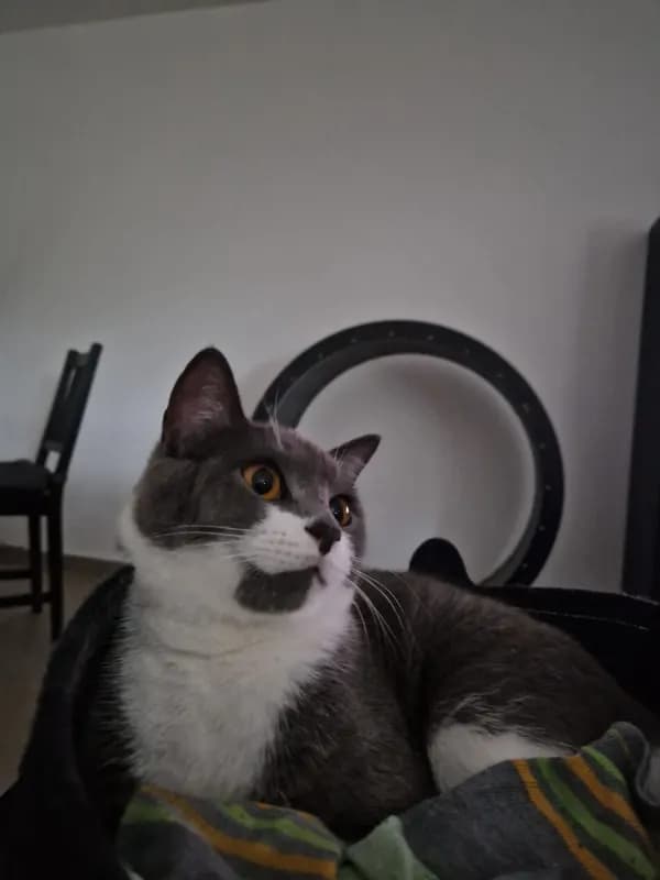 Mochi