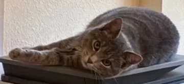Fin